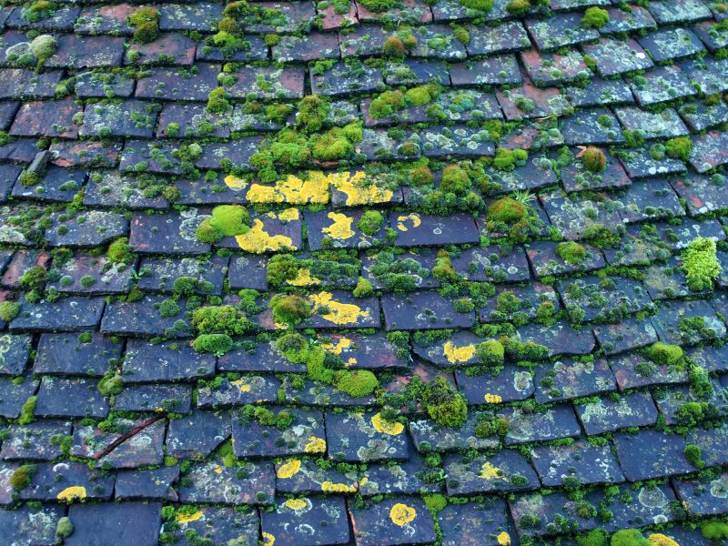 Roof Algae Removal